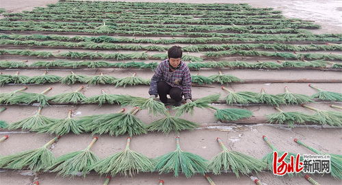 傳統(tǒng)藝術(shù)與現(xiàn)代美顏 樂(lè)亭毛莊鎮(zhèn)笤帚與麥秸畫如何賺取外匯